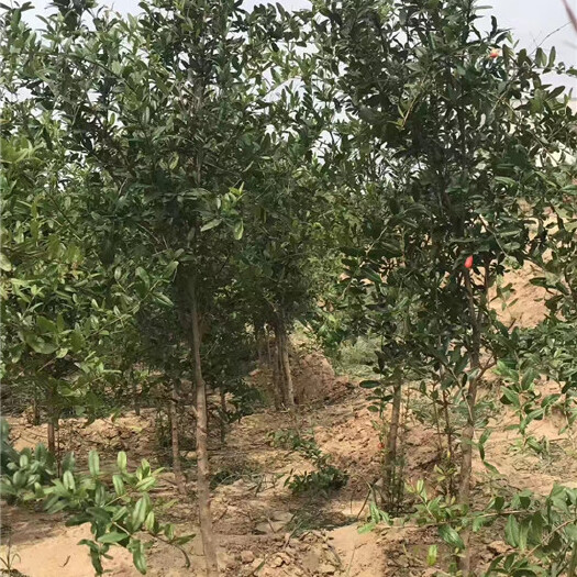 荥阳市荥阳三年原生突尼斯软籽石榴树苗产地货源