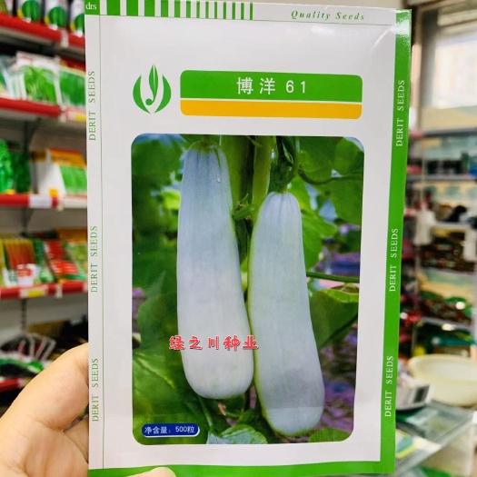 沭阳县天津德瑞特博洋61甜瓜种子 羊角蜜甜瓜种子薄皮甜瓜 特甜酥脆