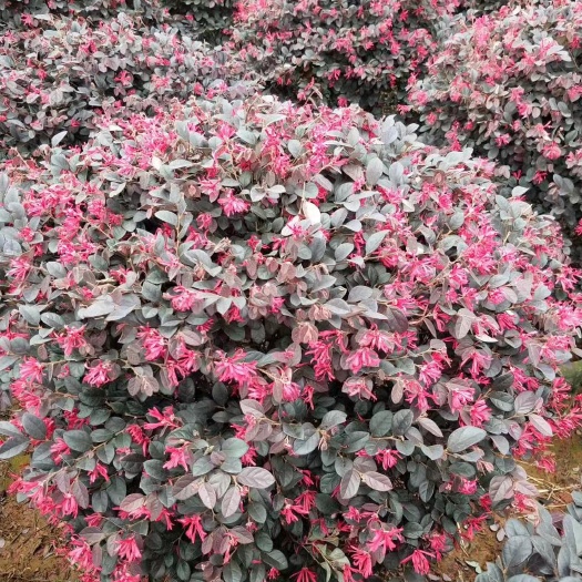 潢川县红花檵木球 冠幅50-150的苗圃自产自销价格便宜稳定货源