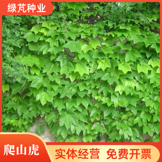 四季常青爬山虎种子攀援花卉爬藤植物种子红色爬墙虎大苗盆绿化