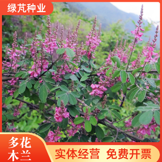 多花木兰种子护坡固土专用草籽多荒山复绿灌木丛树籽四季可播