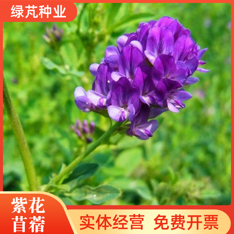 沭阳县紫花苜蓿种子 牧草种子高蛋白高产牧草 猪兔鸡鸭鹅牛羊牧草