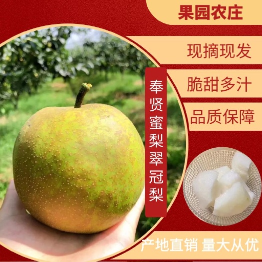 7月23上市上海庄行蜜梨，奉贤特产，翠冠梨