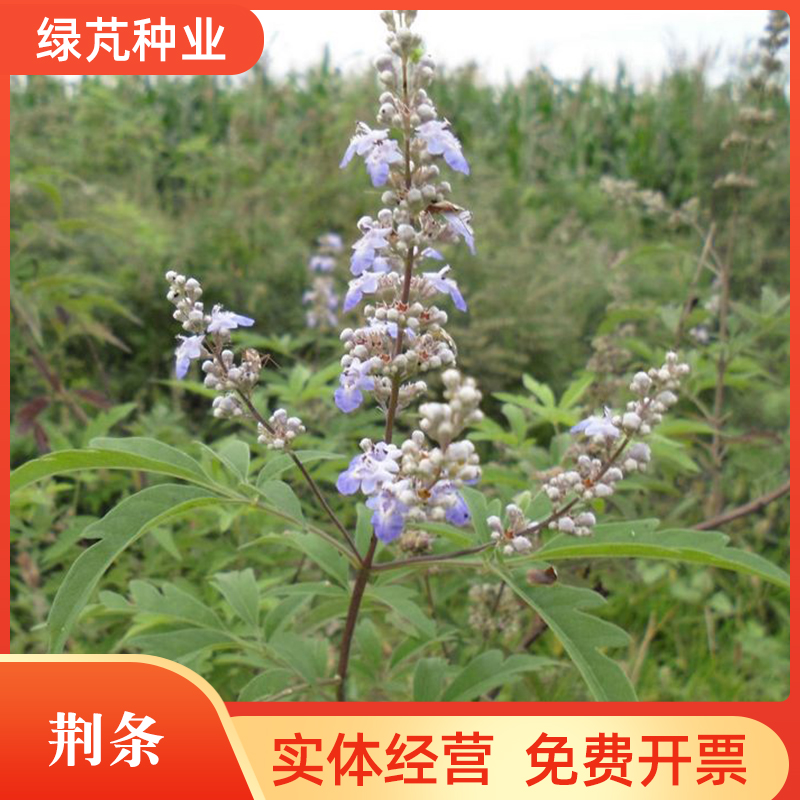 沭阳县黄荆种子 荆条种子 护坡灌木荒山绿化水土保持 蜜源植物 优质
