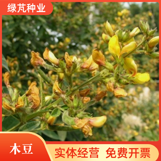 沭阳县木豆种子豆蓉观音豆树豆柳豆绿化药材护坡灌木种籽多年生绿化固土