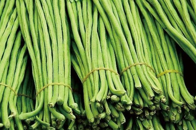 瓮安县大量批发优质豇豆面积20亩