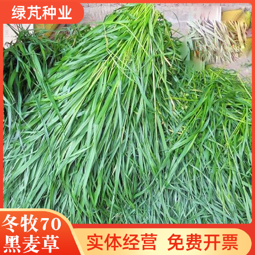 沭阳县黑麦草种子  冬牧70 牧草种子 养殖牛羊兔鱼牧草