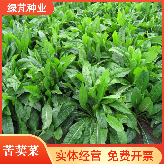 沭阳县苦荬菜种子多年生牧草籽喂猪牛羊鸡鸭鹅苦麻菜苦麦菜四季牧草种
