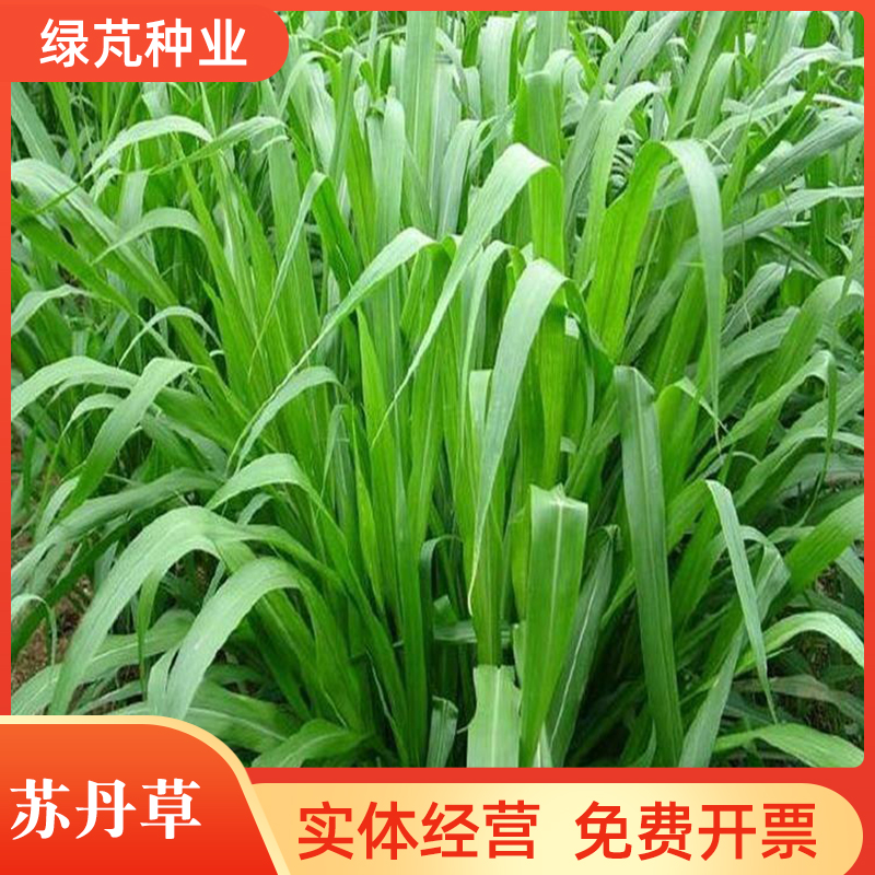 沭阳县苏丹草草籽四季高产牧草种子种籽畜牧养殖喂鸡鸭牛羊鱼