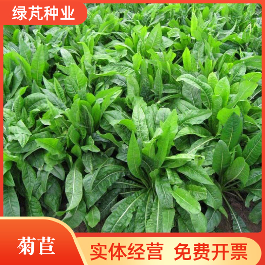 沭阳县菊苣种子 牧草种子高蛋白高产牧草 猪兔鸡鸭鹅牛羊牧草量大优惠