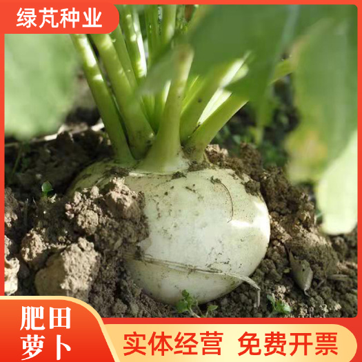 沭阳县水萝卜种子 四季肥田萝卜种子果园天然优质绿肥种籽满园花茹菜饲