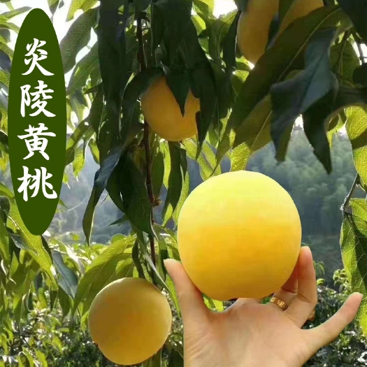 炎陵县炎陵锦绣黄桃