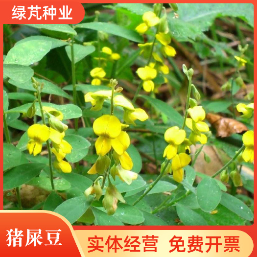 猪屎豆种子护坡园林绿化草籽高速公路边坡防护灌木种子