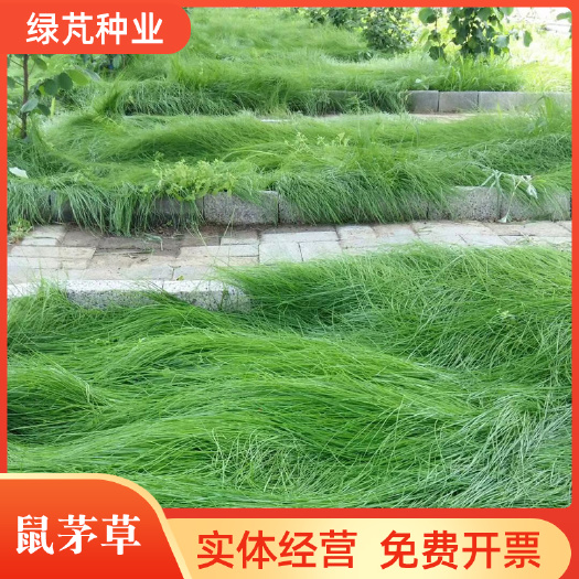 鼠茅草种子果园绿肥草种鼠茅草 草坪种子 四季可播种 发芽率高