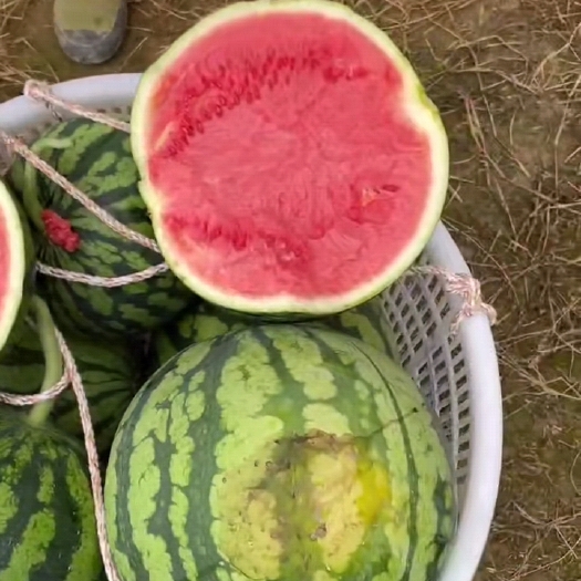 遵义湄潭 产地直销 大棚 无籽.美都西瓜 包红包脆包甜！！