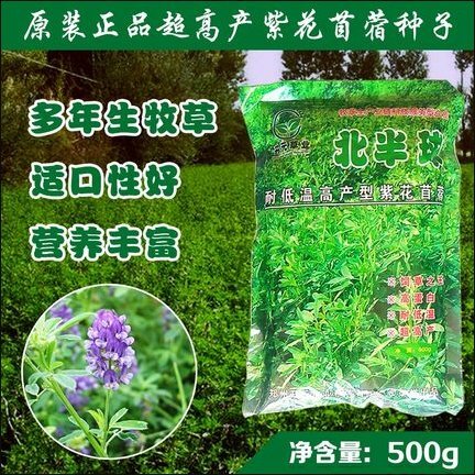 长沙多年生紫花苜蓿种子猪牛羊兔鸡鸭鹅四季养殖牧草苜蓿草鱼草种籽