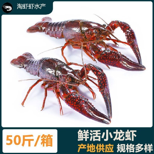 广州￼ 青虾红虾 湖北潜江小龙虾，基地直发全国，每天更新价格
