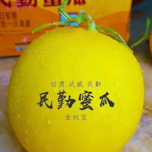 金红宝甜瓜 甘肃省武威市民勤县