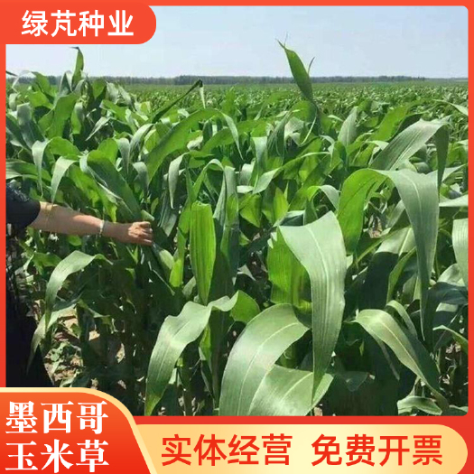 墨西哥玉米草种子牧草种子高蛋白高产牧草猪兔鸡鸭鹅牛羊牧