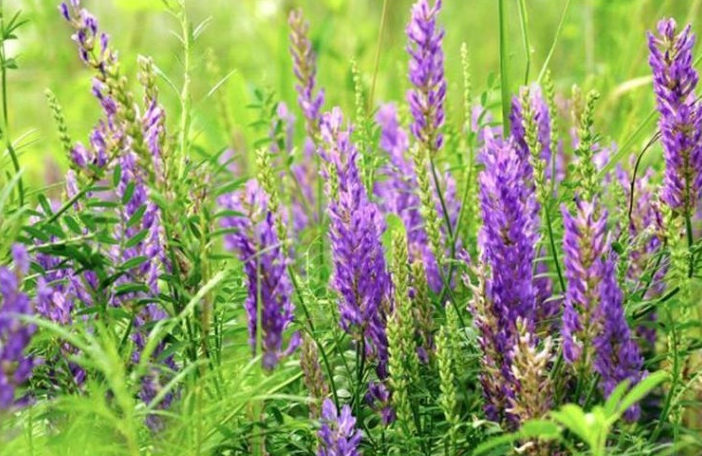 沙打旺種子多年生牧草四季果園綠肥防沙固土護(hù)坡耐寒耐旱鹽堿草