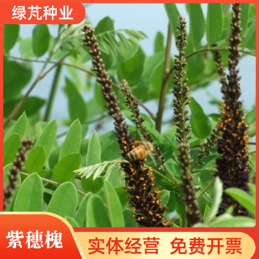 紫穗槐种子灌木种子棉槐椒条棉条穗花槐紫翠槐板条种子