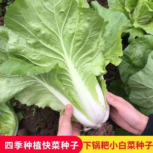 下锅耙小白菜种子速生易种快菜种子四季耐热耐湿抗病阳台蔬菜种子
