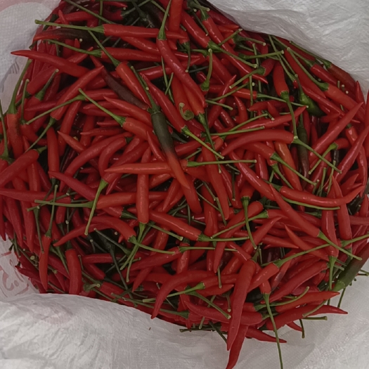 绵阳小米椒，欢迎选购