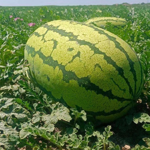 中卫宁夏中卫晒砂瓜，正宗石头瓜，包熟包甜，货源充足全国代发！