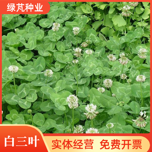 沭阳县白三叶种子 红三叶草种车轴草种子三叶草种子耐践踏草坪种子