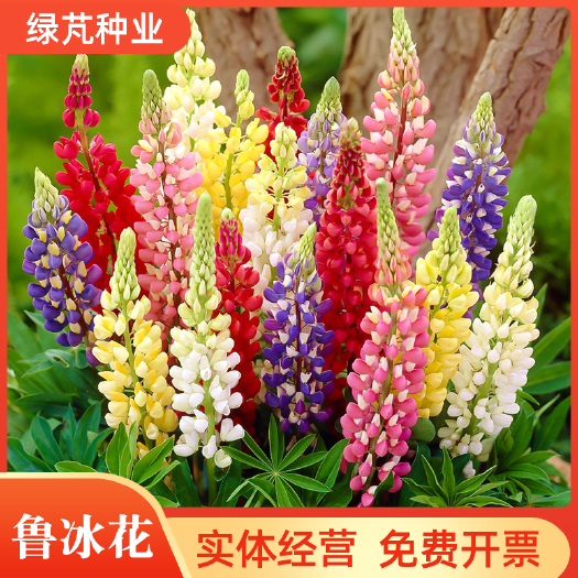 沭阳县鲁冰花种子 羽扇豆种子四季易种庭院阳台种子景观花海