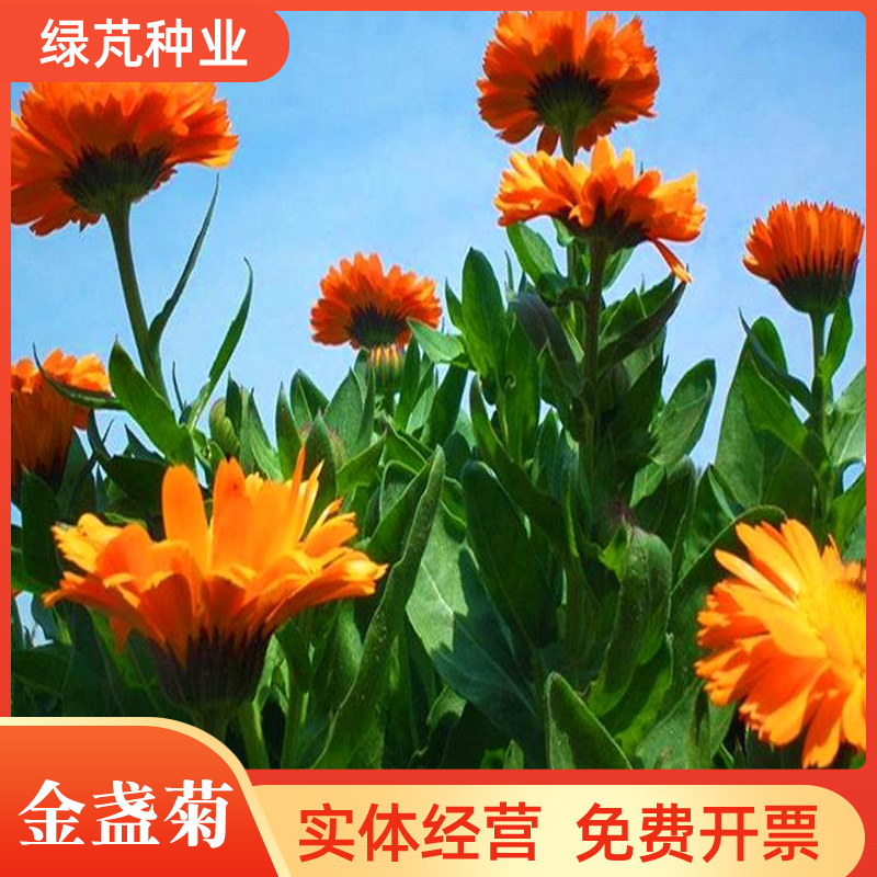 沭阳县金盏菊种子 金盏花种子多年生花种四季易种庭院阳台种子景观花
