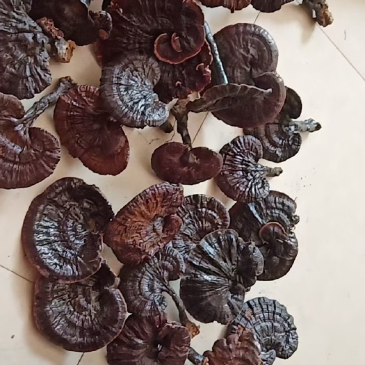 合浦县天然的紫灵芝