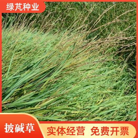 沭阳县披碱草种子 耐寒耐旱耐碱草种抗风沙草种绿化护坡 防止水土流