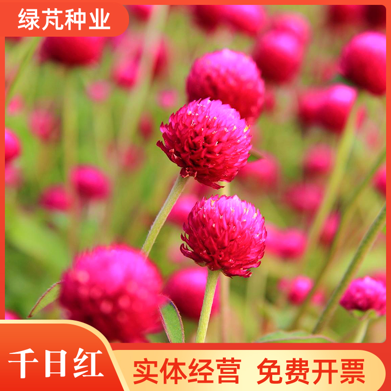 沭阳县千日红种子 千日紫种子百日红火球花庭院阳台种子景观花