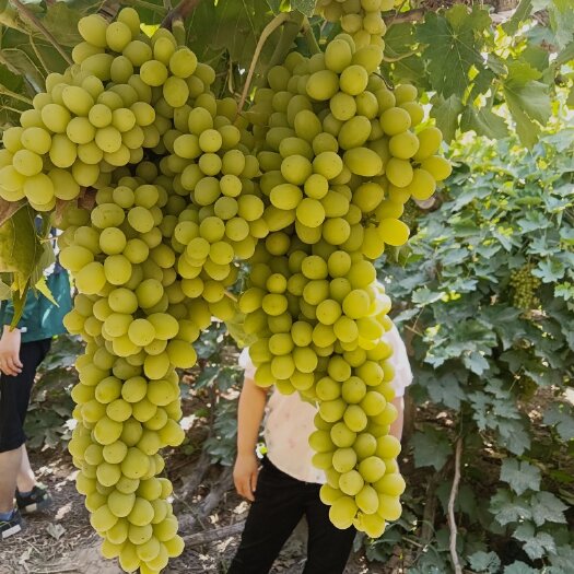 温宿县新疆吐鲁番火焰山无核白葡萄小蜜蜂葡萄
