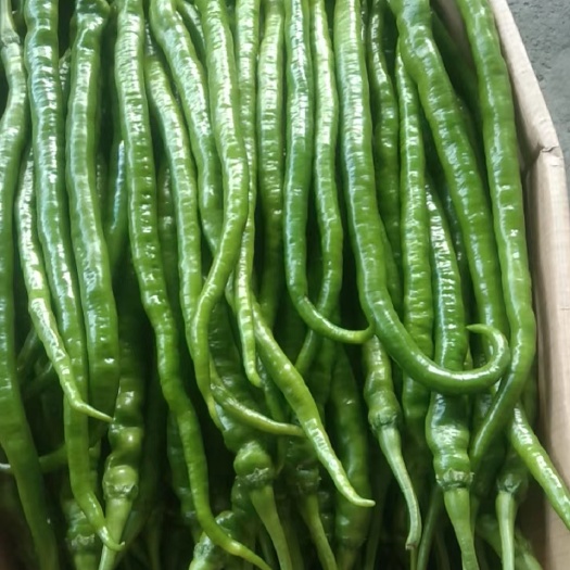 腾冲市软皮大棚二荆条
