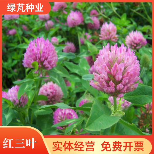 沭阳县红三叶种子 红三叶草种车轴草种子三叶草种子耐践踏草坪种子