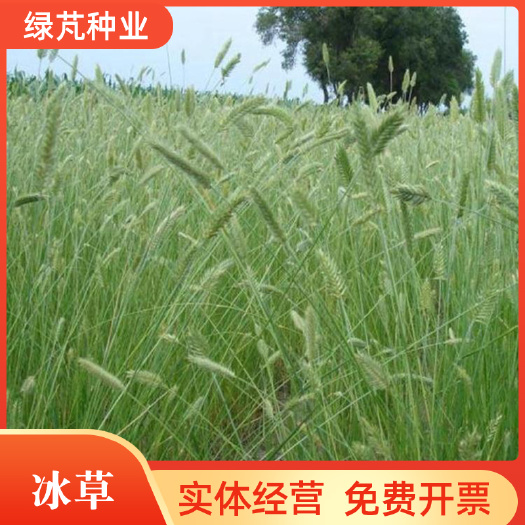 冰草种子 牧草种子护坡草种耐旱抗寒种子绿化种子