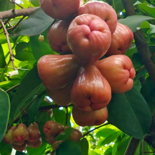 灵山县脆蜜黑糖芭比莲雾苗