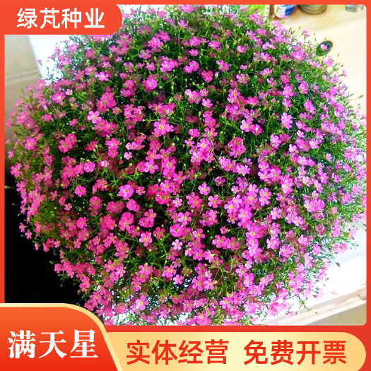 满天星种子 满天星花种子 宿根满天星花种丝石竹种子花海景观花