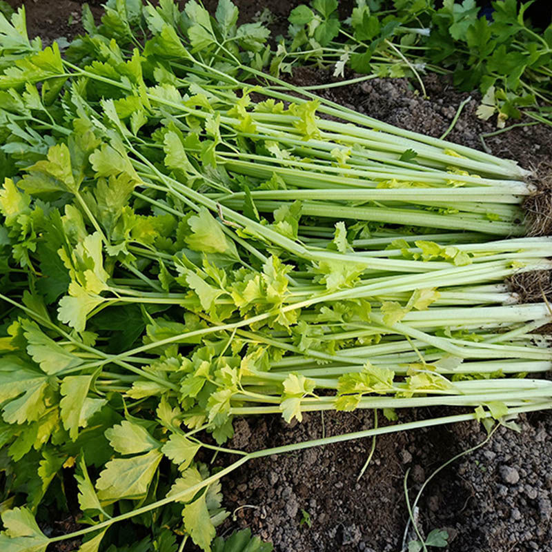 四季黄香芹菜种子 小香芹菜种子孑 春夏秋冬蔬菜种子香芹菜大田