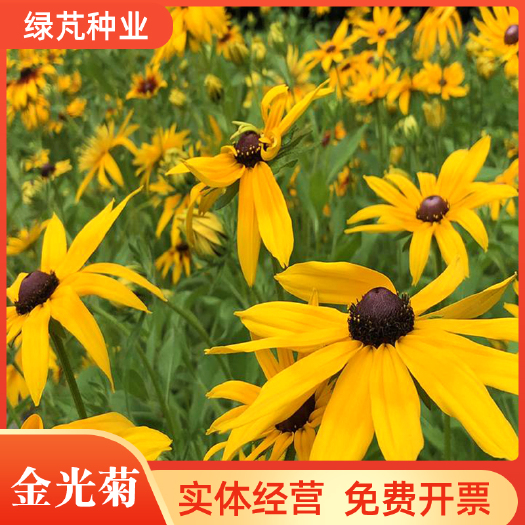 沭阳县金光菊种子 黑眼菊黄菊假向日葵种子庭院阳台种子景观花海