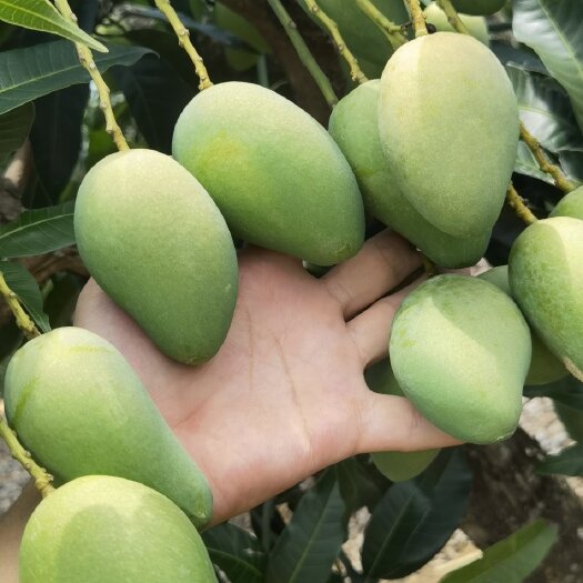 百色百色芒果  小台农  《专做台农果》 百万亩产地直发