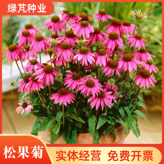 松果菊种子紫锥花种子景观工程园林绿化花期长耐热花草易种