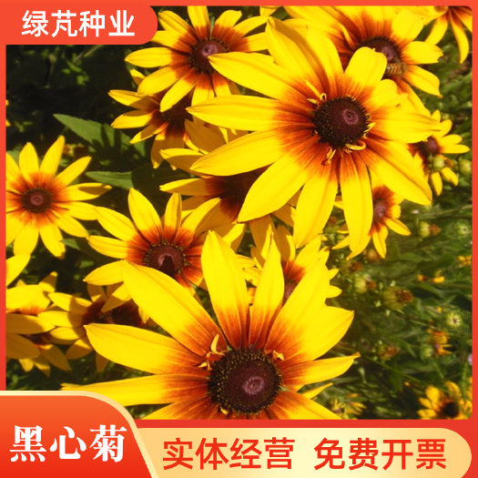 沭阳县黑心菊种子 金菊花蜂窝菊种子四季易种庭院阳台种子景观花海