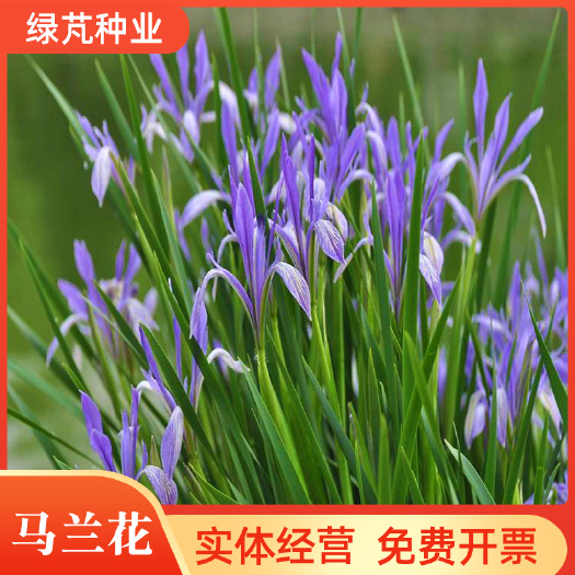 马兰花种子祝英台花种子马莲种子四季易种庭院阳台种子景观花海