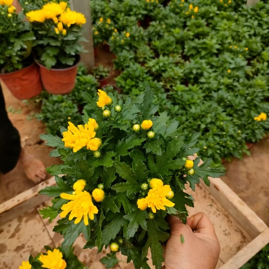 青州市菊花，千头菊，国庆菊，球菊品种多样性，花色多，较耐寒耐旱。