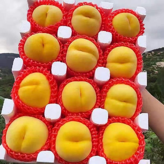 蒙阴县山东蒙阴黄桃