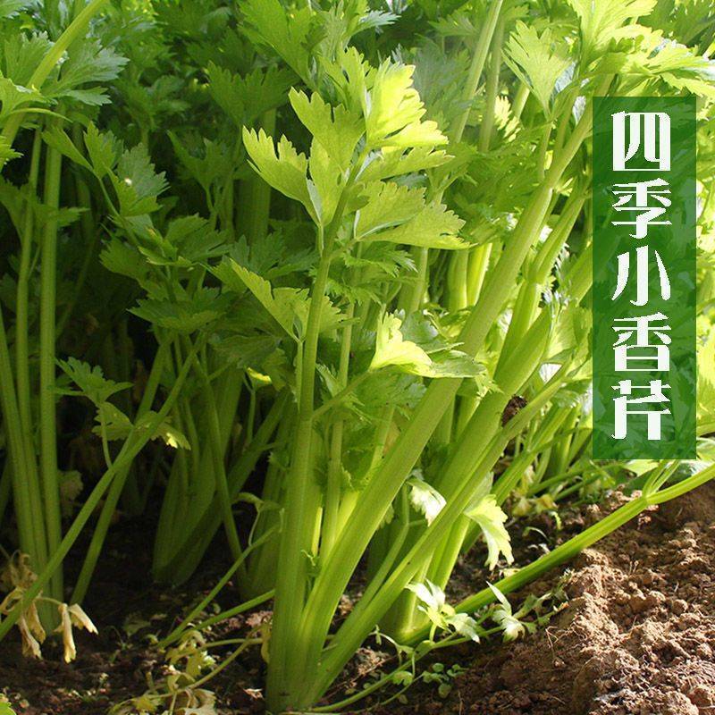 四季黄香芹菜种子 小香芹菜种子孑 春夏秋冬蔬菜种子香芹菜大田