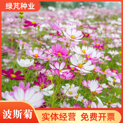 波斯菊种子 四季易种庭院阳台种子景观花海